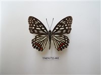 藏品(紅星脈蛺蝶)的圖片